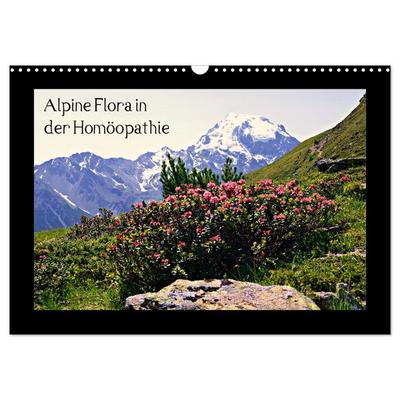 Alpine Flora in der Homöopathie (Wandkalender 2026 DIN A3 quer), CALVENDO Monatskalender