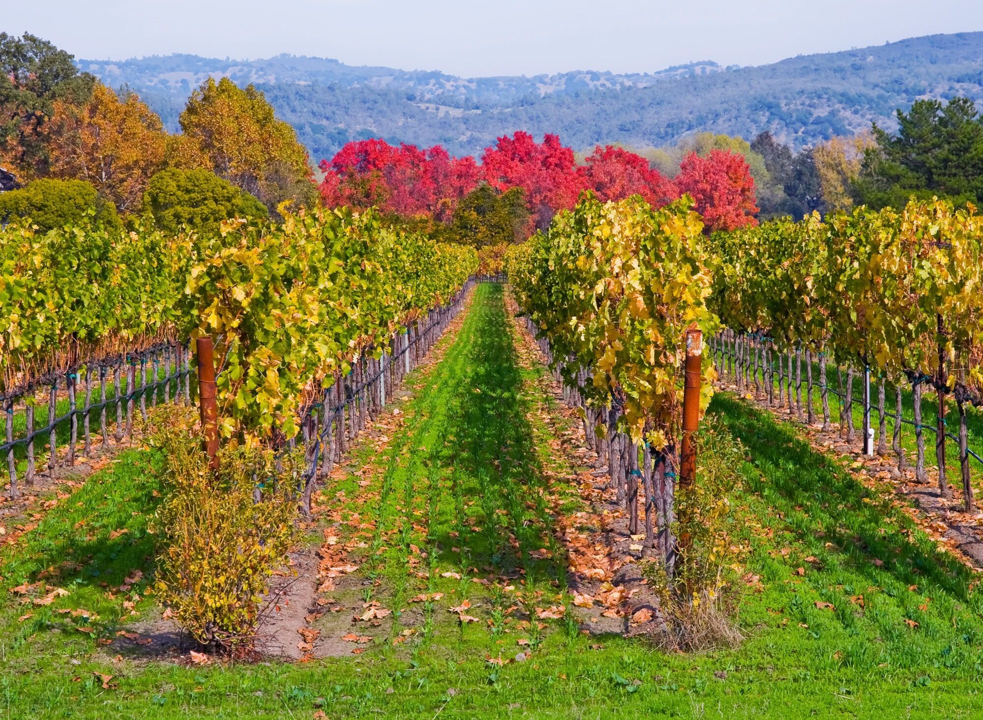Fototapete PAPERMOON "WEINBERG IM HERBST-WINZER REBE WEIN GEBIRGE FELD WIESE", bunt, B:3m L:2,23m, Vlies, Tapeten