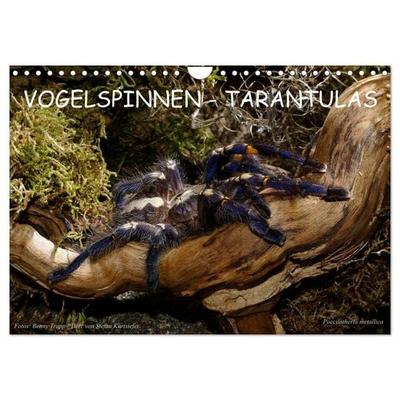 Vogelspinnen - Tarantulas (Wandkalender 2027 DIN A4 quer), CALVENDO Monatskalender