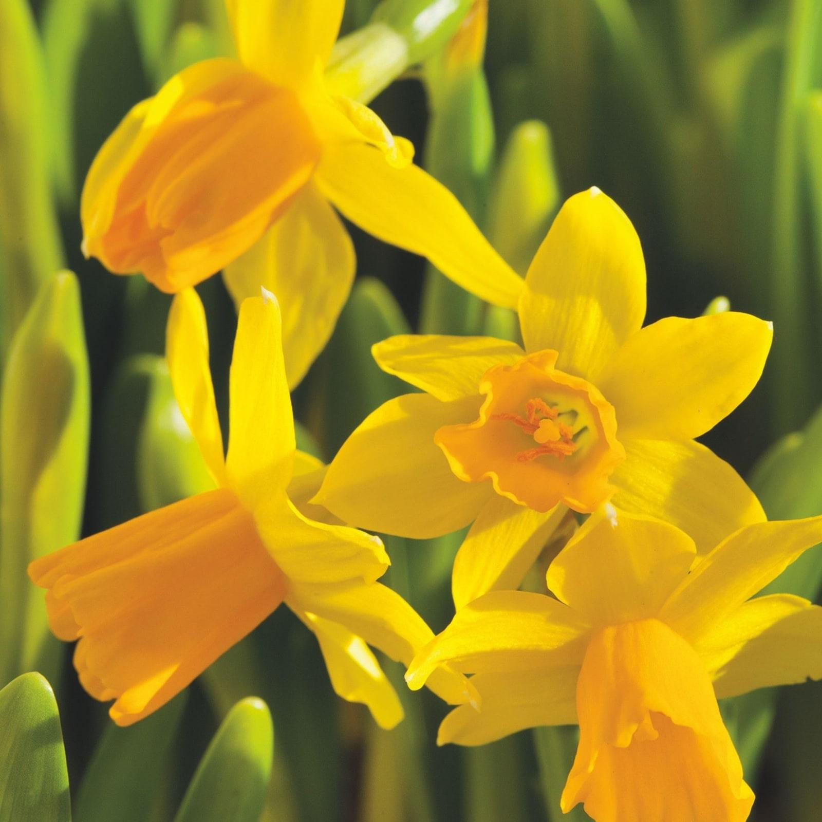 50 stuks Narcissus Tête-à-Tête Narcisbollen, Winterhard en Meerjarig, Omtrek 10/12 cm