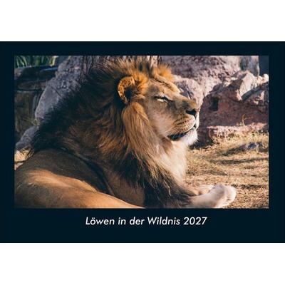 Löwen in der Wildnis 2027 Fotokalender DIN A4