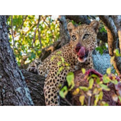 CALVENDO Puzzle Wilder Leopard auf Baum | 1000 Teile Lege-Größe 64x48cm Foto-Puzzle für glückliche Stunden