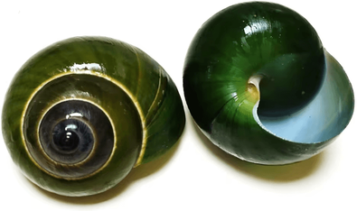 Inspire Curations Natural Green Jade Snail Shell Aquarium & Home Decor Specimen Ornament Natural Green Jade Snail Shell Aquarium & Home Decor Specimen Ornament
