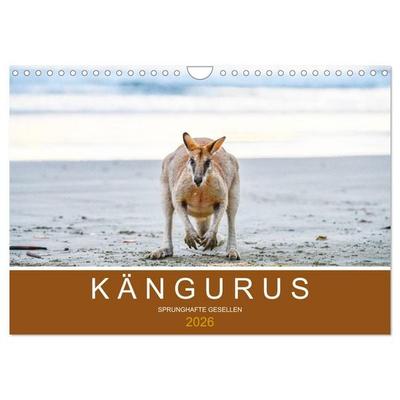 Kängurus, sprunghafte Gesellen (Wandkalender 2026 DIN A4 quer), CALVENDO Monatskalender