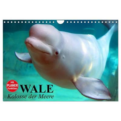 Wale. Kolosse der Meere (Wandkalender 2026 DIN A4 quer), CALVENDO Monatskalender