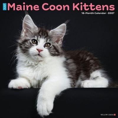 Maine Coon Kittens 2027 12 X 12 Wall Calendar