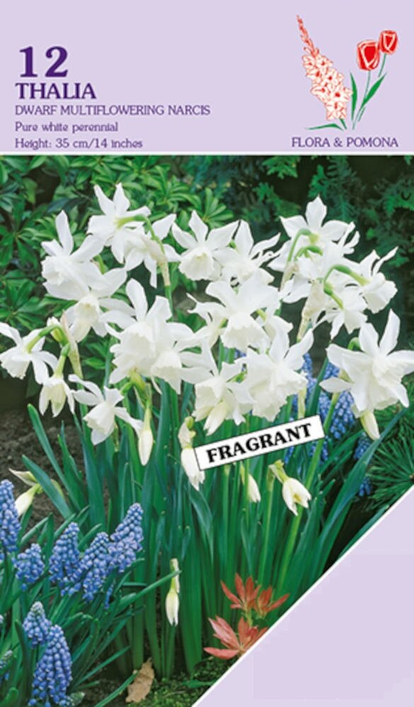 Narcis Thalia 12 witte bloembollen voor de herfst
