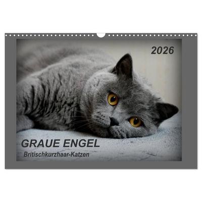 GRAUE ENGEL Britischkurzhaar-Katzen (Wandkalender 2026 DIN A3 quer), CALVENDO Monatskalender