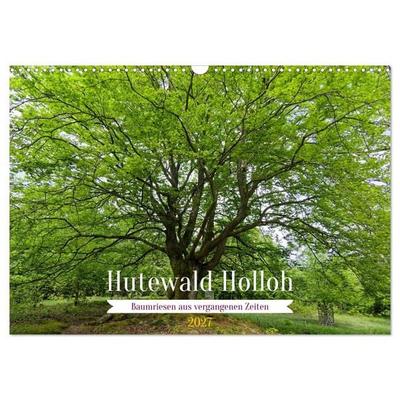 Hutewald Halloh - Baumriesen aus vergangenen Zeiten (Wandkalender 2027 DIN A3 quer), CALVENDO Monatskalender