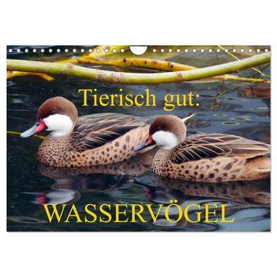 Tierisch gut: Wasservögel (Wandkalender 2027 DIN A4 quer), CALVENDO Monatskalender