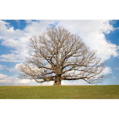 Papermoon "Baum in Landschaft"