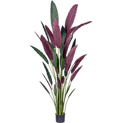 Künstliche Zimmerpflanze CREATIV GREEN "Stromanthe Thalia", grün (grün, rot), H:210cm, Kunstpflanzen, Künstliche Zimmerpflanze, mit grün-rotem Blattwerk