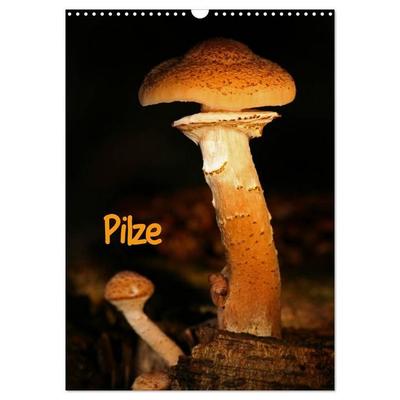 Pilze (Wandkalender 2027 DIN A3 hoch), CALVENDO Monatskalender
