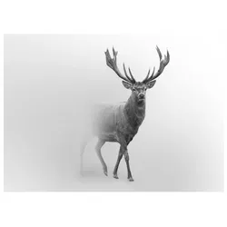 FOTOTAPETE Tiere Hirsch Vliestapete Tapete 350x250