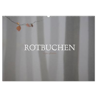 Rotbuchen (Wandkalender 2026 DIN A2 quer), CALVENDO Monatskalender