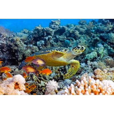 Fototapete PAPERMOON "Sea Turtle", bunt, B:2m L:1,49m, Vlies, Tapeten