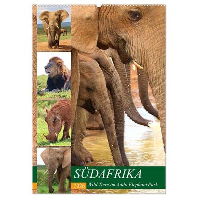 SÜDAFRIKA Wild-Tiere im Addo Elephant Park (Wandkalender 2026 DIN A2 hoch), CALVENDO Monatskalender