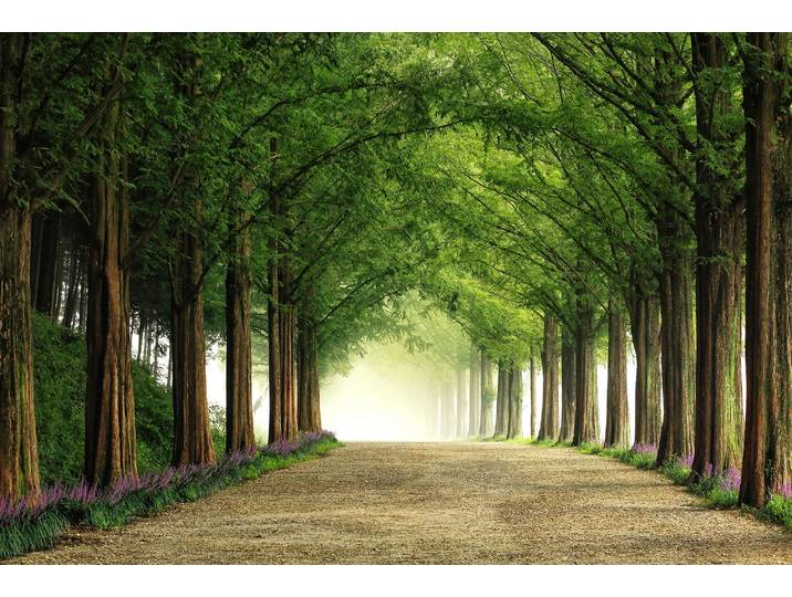 Fototapete PAPERMOON Photo-Art TIGER SEO, METASEQUOIA ROAD , bunt, B:4,5m L:2,8m, Vlies, Tapeten, Fototapete