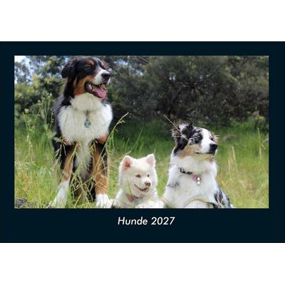 Hunde 2027 Fotokalender DIN A4