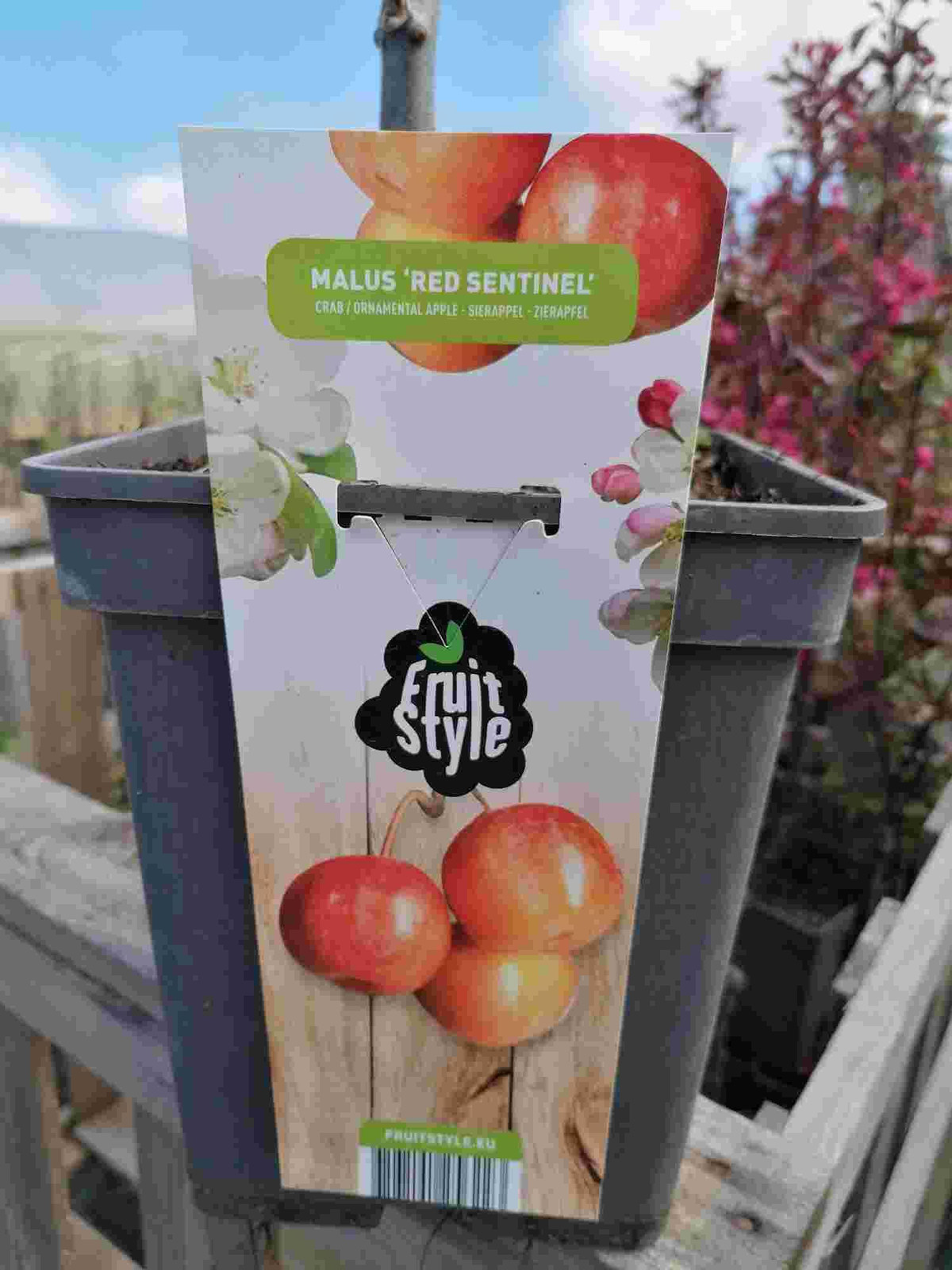 Zierappel Red Sentinel Malus 100-120 cm