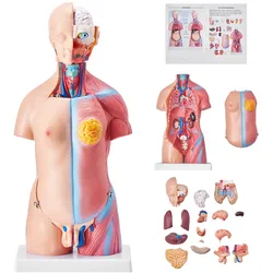 VEVOR Menschliches Körpermodell, 23 Teile 455 mm, Menschlicher Torso Anatomie Modell Unisex Anatomisches Skelett Modell mit Abnehmbaren Organen, Pädagogisches Lehrmittel für Studenten, Lehrvorführung