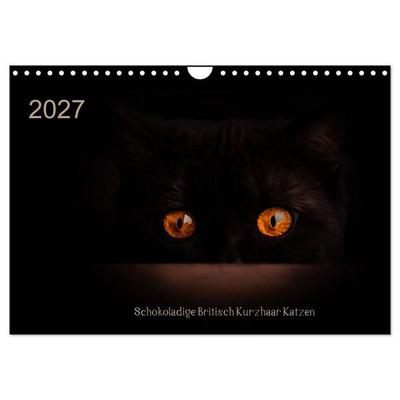 Schokoladige Britisch Kurzhaar Katzen (Wandkalender 2027 DIN A4 quer), CALVENDO Monatskalender