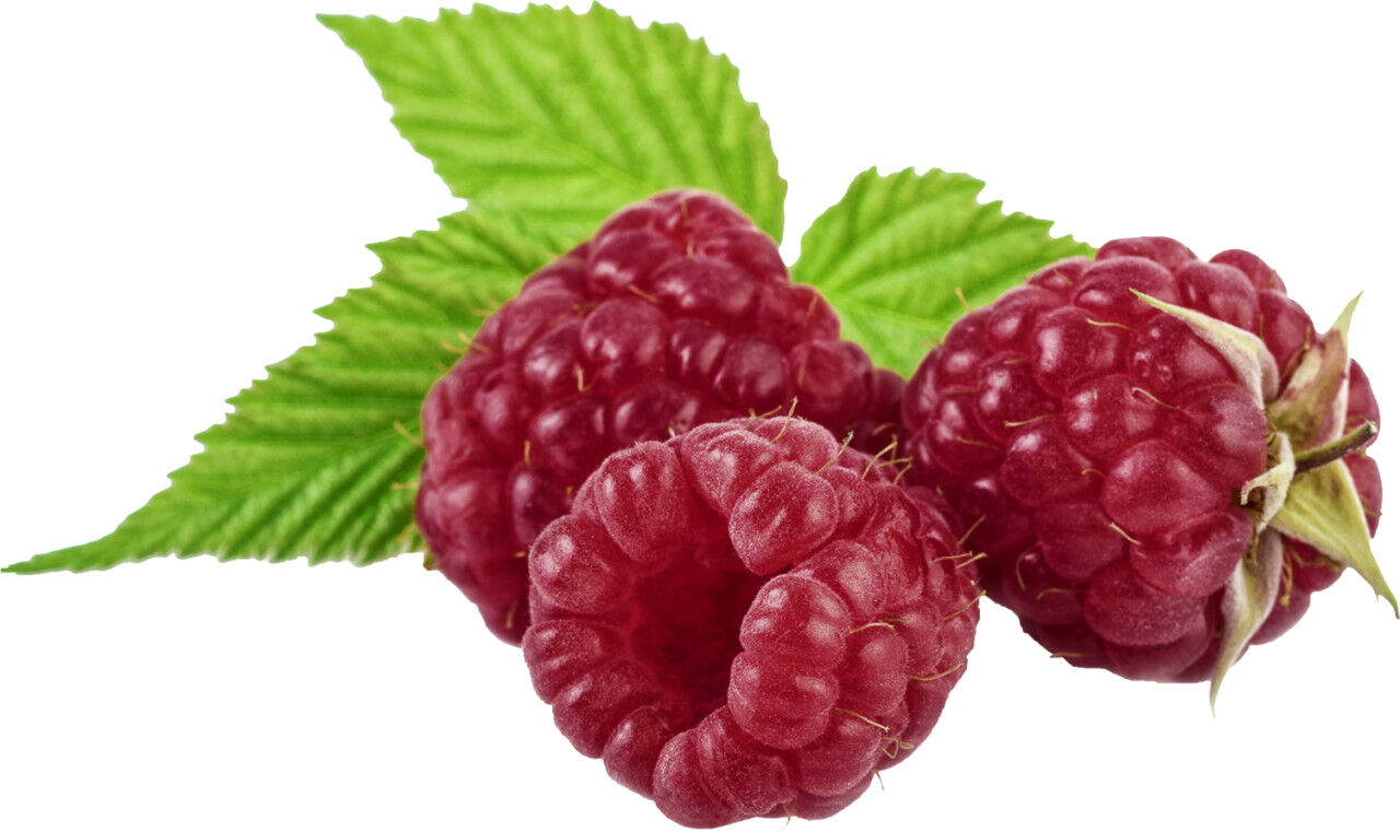 Pflanzen Bio Beerenobst Himbeere Rubus idaeus Herbst 3 Liter Topf