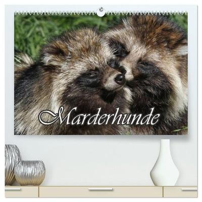 Marderhunde (hochwertiger Premium Wandkalender 2027 DIN A2 quer), Kunstdruck in Hochglanz