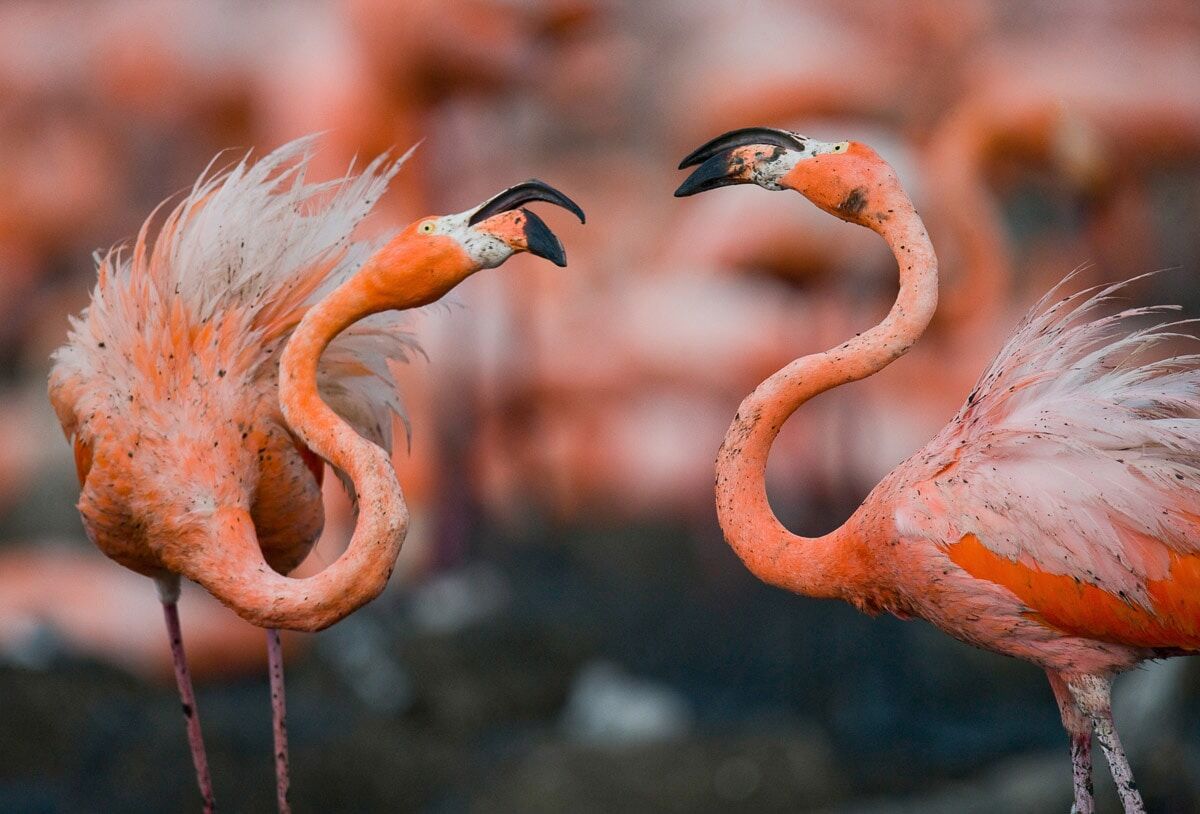 Papermoon "Karibische Flamingos"