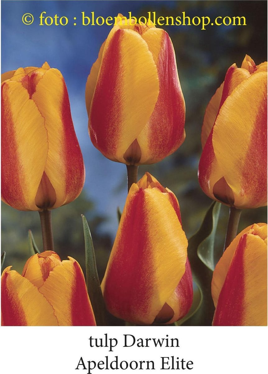 Tulp Apeldoorn Elite 25 bloembollen maat 12/+