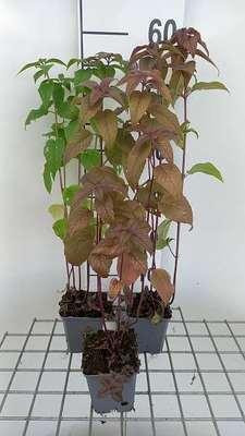 6 x Monarda hybr. Blaustrumpf Indianenkers in pot van 9 x 9 cm van GRDplanten
