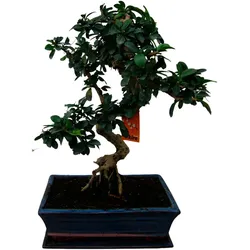 Tchibo - Bonsai »Carmona microphylla – Funkienteebaum« - grün