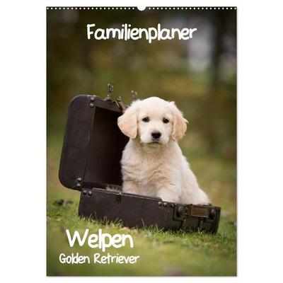 Familienplaner: Golden Retriever Welpen (Wandkalender 2026 DIN A2 hoch), CALVENDO Monatskalender