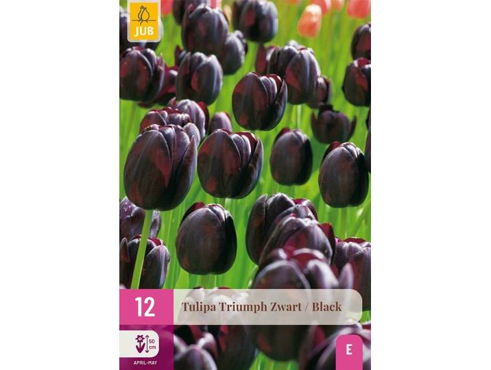 Tulp triumph zwart 12 bollen