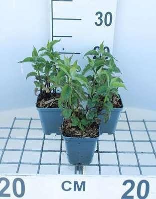 6 x Monarda hybr. Scorpion Indianernessel in pot van 9 x 9 cm van GRDplanten