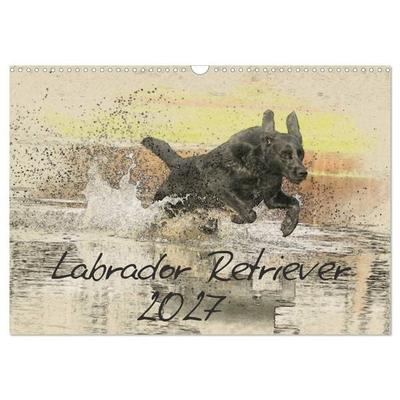 Labrador Retriever 2027 (Wandkalender 2027 DIN A3 quer), CALVENDO Monatskalender
