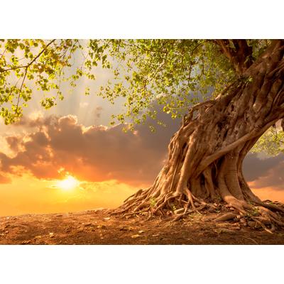 Fototapete PAPERMOON "Old Tree in Sunset", bunt, B:3m L:2,23m, Vlies, Tapeten