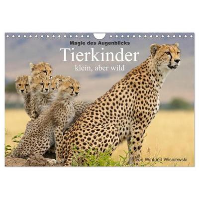 Magie des Augenblicks - Tierkinder - klein, aber wild (Wandkalender 2027 DIN A4 quer), CALVENDO Monatskalender