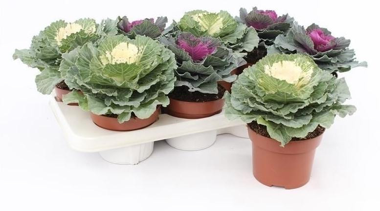 JUNAVERA Brassica sierkool gemixte kleuren P10 15 cm