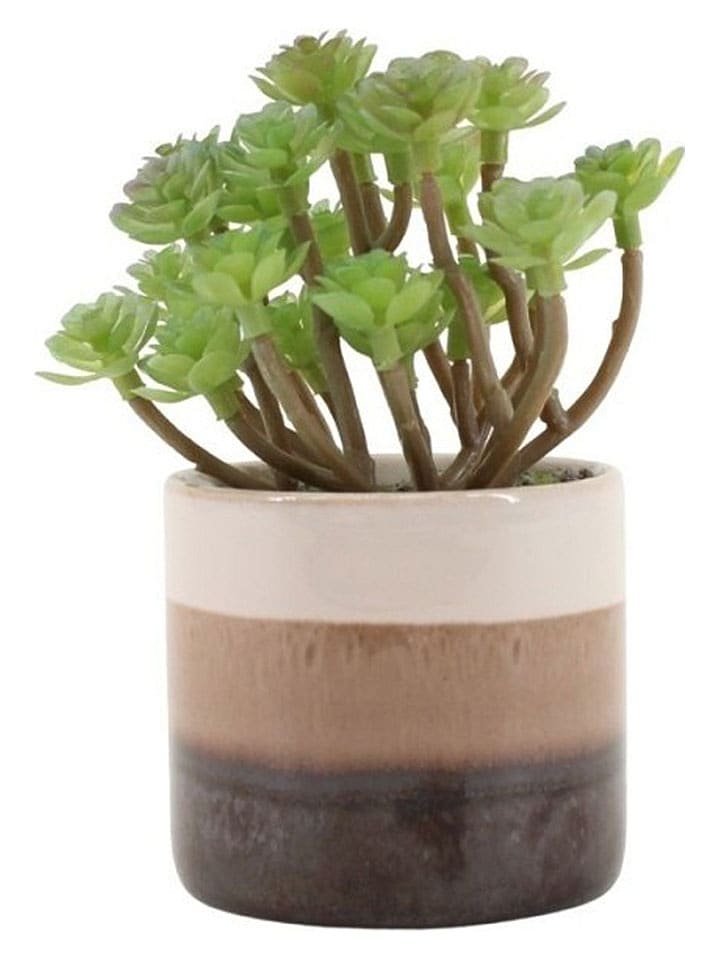 Ornami Kunstpflanze in Grün/ Braun - (H)13 cm - onesize