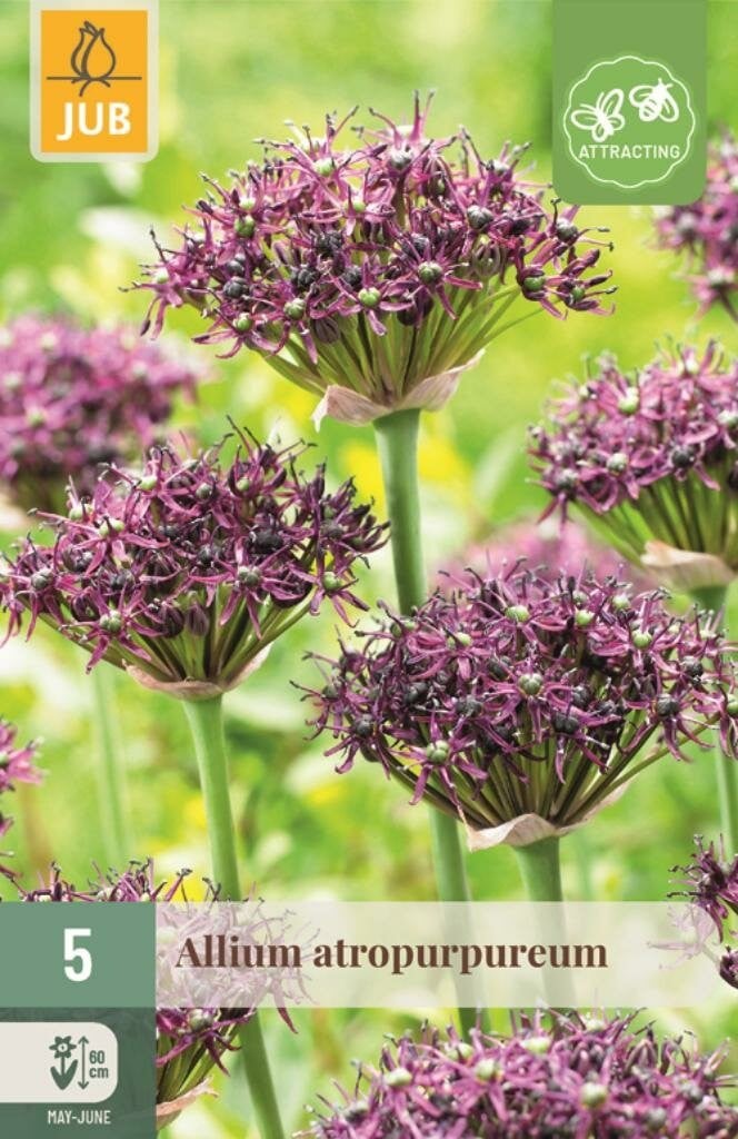 Jub Allium atropurpureum 5 bollen