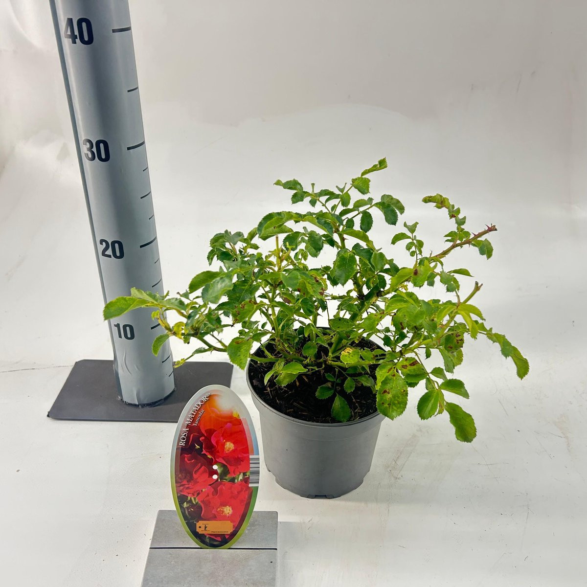 Rosa (H) 'Matador' ® Roos in pot