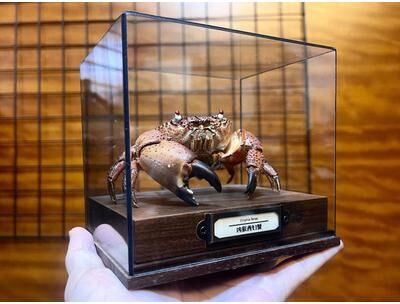 Inspire Essentials Real Crab Specimen Display Collectible Ocean Decor Desk Ornament 18