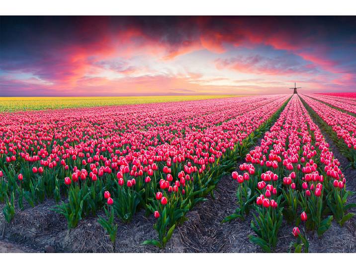 Fototapete PAPERMOON Blumenfelder , bunt, B:2,5m L:1,86m, Vlies, Tapeten, Fototapete