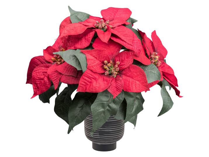Winterliche Kunstpflanze OTTO HOME Weihnachtsstern Poinsettie , rot, H:26cm, Obermaterial: 70% Polyester, 30% Kunststoff, Kunstpflanzen, Winterliche Kunstpflanze, mit naturgetreuen Blüten im Keramiktopf