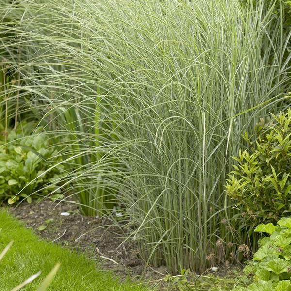 6 x Chinese siergras Morning Light Miscanthus sinensis in pot van 9x9 cm