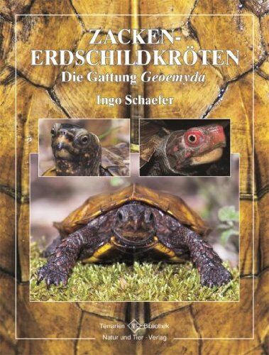 Ingo Schäfer - Zacken-Erdschildkröten - Preis vom 09.10.2026 07:28:09 h