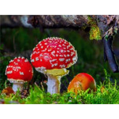 CALVENDO Puzzle Fliegenpilz (Amanita muscaria) 2000 Teile Lege-Größe 900 x 670 cm Foto-Puzzle Bild von Peter Roder