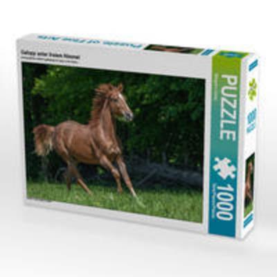 CALVENDO Puzzle Galopp unter freiem Himmel | 1000 Teile Lege-Größe 64x48cm Foto-Puzzle für glückliche Stunden