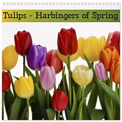 Tulips - Harbingers of Spring (Wall Calendar 2027 12 × 12 Inch) CALVENDO 12 Month Wall Calendar